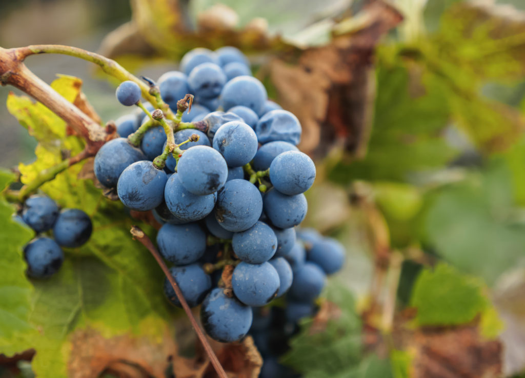 Malbec from Mendoza Province, Argentina